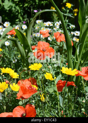 Fleurs de prairie - coquelicots, marguerites et de maïs dans les œillets d'un jardin coloré Banque D'Images