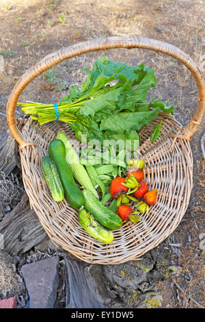 Un panier de légumes frais du jardin d'un jardin désert élevé dans le centre de l'Oregon. Banque D'Images