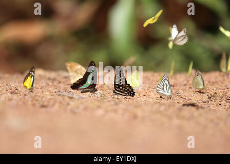 Groupe de papillon sur le terrain (Common Jay, bleue, petite commune de l'herbe jaune, rayé) Albatros Banque D'Images