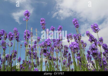 La lavande (lavendula angustifolia Englsih) pousse dans un jardin à Sheffield Manor Lodge, Yorkshire UK Banque D'Images