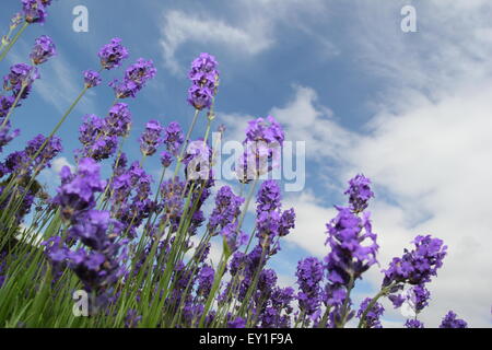 La lavande (lavendula angustifolia Englsih) pousse dans un jardin à Sheffield Manor Lodge, Yorkshire UK Banque D'Images