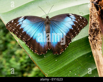 Morpho peleides papillon : Tropical avec des ailes bleu Banque D'Images