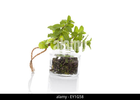 Mitn frais et secs épices menthe en pot de verre isolé sur fond blanc. Des herbes aromatiques culinaires. Arts Culinaires. Banque D'Images