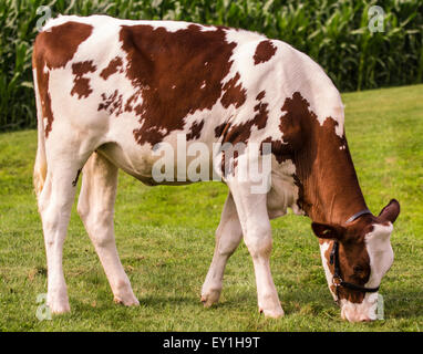 Génisse Holstein rouge et blanc posé par un agriculteur à son champ de blé. Banque D'Images