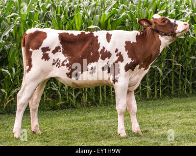 Génisse Holstein rouge et blanc posé par un agriculteur à son champ de blé. Banque D'Images