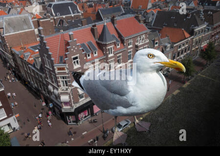 Un grand Dutch Mouette, Goéland argenté (Larus argentatus argenteus) sur un toit au-dessus de la ville de Haarlem, aux Pays-Bas. Banque D'Images