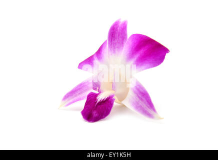 Belle orchidée en fleurs isolé sur fond blanc Banque D'Images