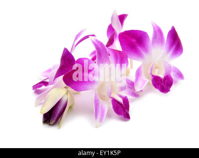 Belle orchidée en fleurs isolé sur fond blanc Banque D'Images