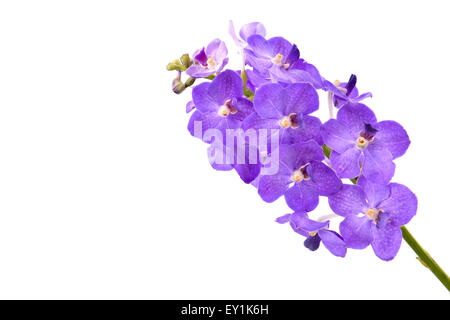 Belle orchidée en fleurs isolé sur fond blanc Banque D'Images