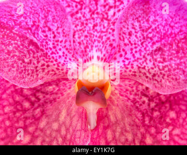 Close up photo de belle orchidée en fleurs Banque D'Images