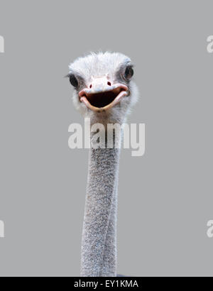 Close up of ostrich head isolé sur fond gris Banque D'Images
