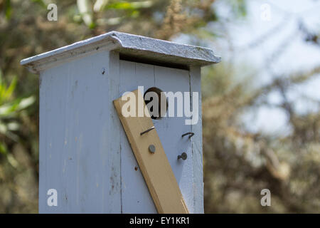 Cabane en bois bleu / nichoir accroché avec le feuillage des arbres en arrière-plan flou Banque D'Images