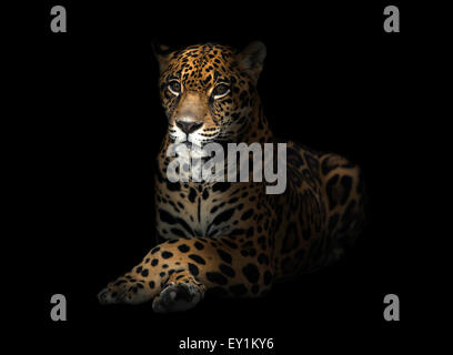 ( Jaguar Panthera onca ) dans la nuit noire Banque D'Images