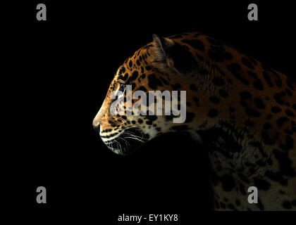 ( Jaguar Panthera onca ) dans la nuit noire Banque D'Images