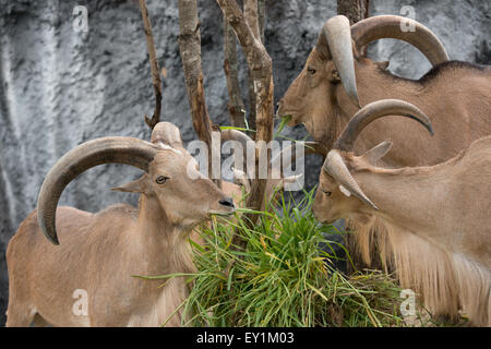 Homme et femme mouflon à manger de l'herbe verte Banque D'Images