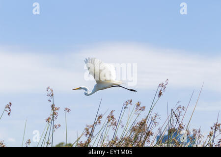 Aigrette neigeuse, Egretta thula, survole un marais à Huntington Beach, Californie du Sud Banque D'Images