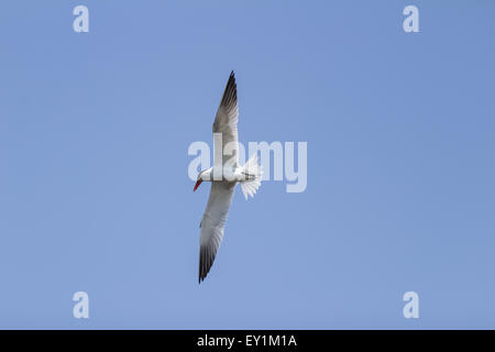 Thalasseus elegans, sterne élégante, en vol sur un ciel bleu à Huntington Beach, Californie du Sud Banque D'Images