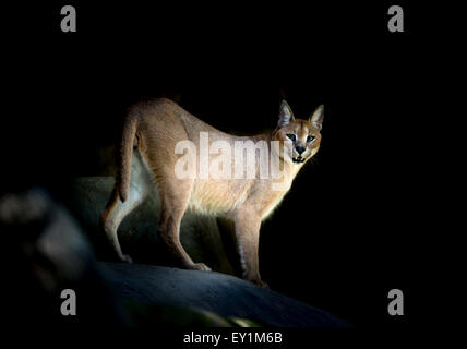 Caracal debout sur rock dans le noir Banque D'Images