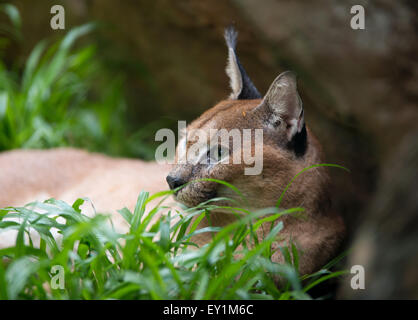 Caracal reposant sur l'herbe verte Banque D'Images