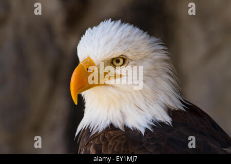 Portrait d'un pygargue à tête blanche (Haliaeetus leucocephalus) lat. close up Banque D'Images