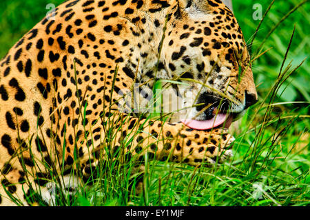 Jaguar léchant lui-même après l'allaitement allongé sur l'herbe Banque D'Images