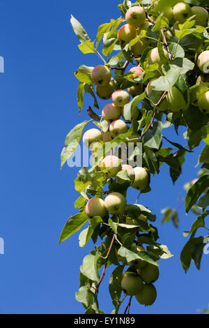 Des pommes mûres suspendu à une branche de l'orchard contre le ciel bleu Banque D'Images