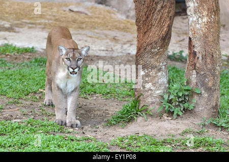 Ou puma ou cougar mountain lion en environnement captif Banque D'Images