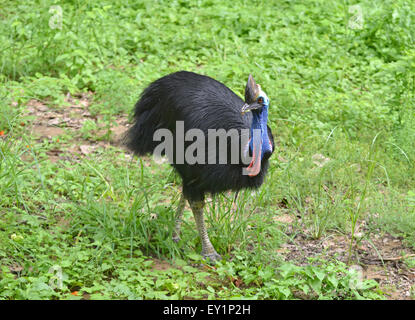Oiseau casoar ( Casuarius casuarius ) dans la nature et l'environnement Banque D'Images