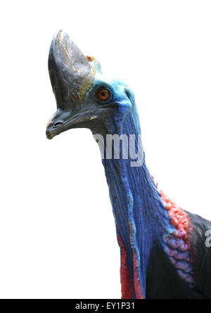 Close up de cassowary chef isolé sur fond blanc Banque D'Images