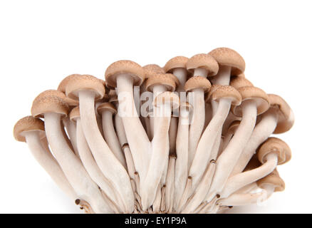 Champignons shimeji isolé sur fond blanc Banque D'Images