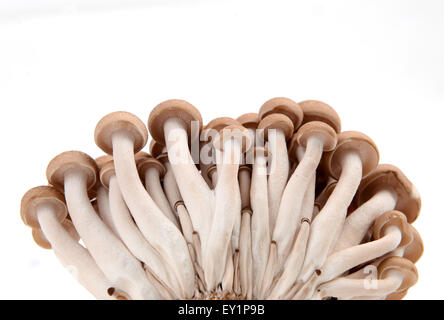 Champignons shimeji isolé sur fond blanc Banque D'Images