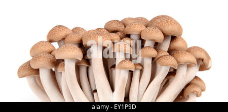 Champignons shimeji isolé sur fond blanc Banque D'Images