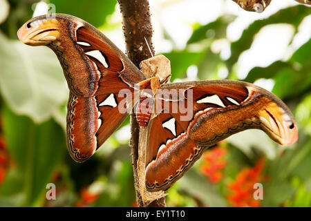 Espèce tropicale : Attacus Atlas avec des ailes marron Banque D'Images