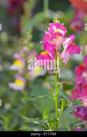 Antirrhinum majus fleurs de dragon dans l'heure d'été Banque D'Images