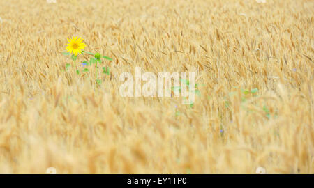 Dans le champ de céréales tournesol d'or Banque D'Images