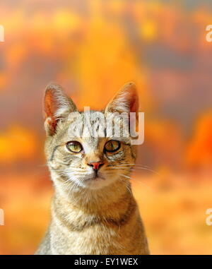 Portrait d'un jeune chat plus belles couleurs d'automne en forêt Banque D'Images