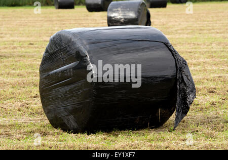 Enveloppé de plastique noir balles de foin, dans le Warwickshire, Royaume-Uni Banque D'Images