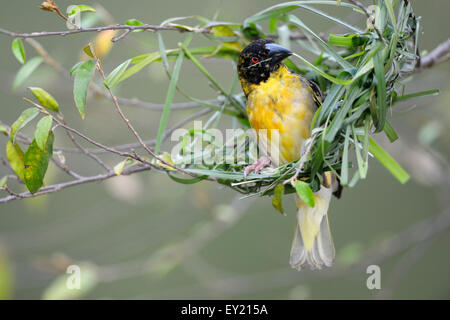 Village Weaver (Ploceus cucullatus), pas encore entièrement colorés homme construction d'un nid, Maasai Mara National Reserve, Kenya Banque D'Images