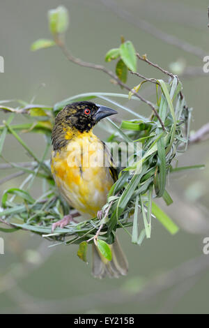 Village Weaver (Ploceus cucullatus), pas encore entièrement colorés homme construction d'un nid, Maasai Mara National Reserve, Kenya Banque D'Images