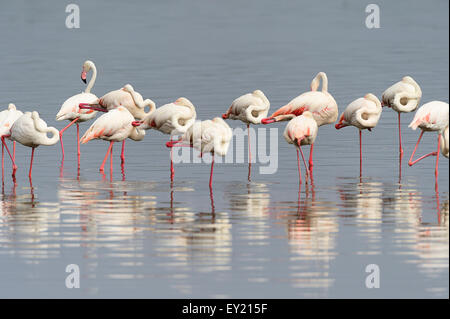 Plus de flamants roses (Phoenicopterus roseus), dormir sur une jambe, Parc national du lac Nakuru, Kenya Banque D'Images