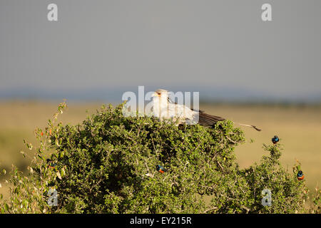 Secretarybird (Sagittarius serpentarius), perché sur un buisson, Maasai Mara National Reserve, Kenya Banque D'Images