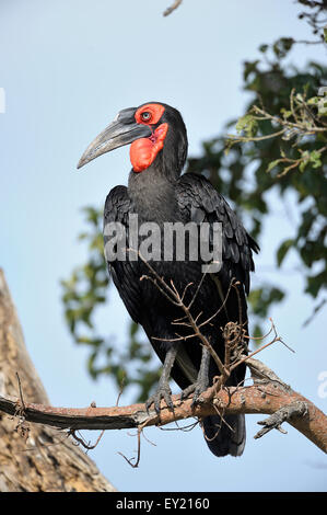 Calao terrestre du sud (Bucorvus leadbeateri), perché sur la branche d'arbre, Maasai Mara National Reserve, Kenya Banque D'Images