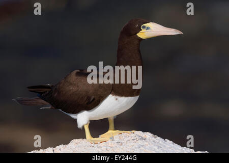 Fou brun, adulte, Raso, Cap-Vert (Sula leucogaster) Banque D'Images