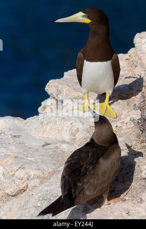 Fou brun, adulte, Raso, Cap-Vert (Sula leucogaster) Banque D'Images