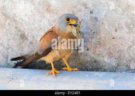 Faucon crécerellette, mâle adulte Banque D'Images