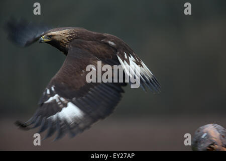 Un jeune Golden Eagle flying Banque D'Images