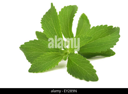 Le Stevia rebaudiana plant isolé sur fond blanc Banque D'Images
