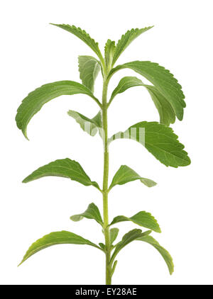 Le Stevia rebaudiana plant isolé sur fond blanc Banque D'Images