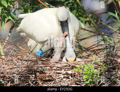 Spatule blanche (Platalea leucorodia) sur le nid, nourrir ses jeunes Banque D'Images