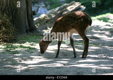 Les juvéniles de pâturage ou Visayan, repéré des Philippines cerf (Cervus alfredi, Rusa alfredi) Banque D'Images